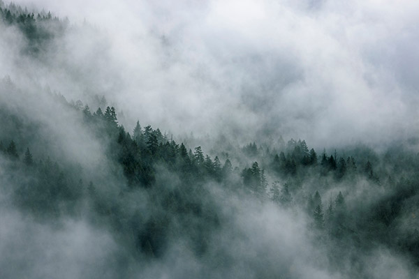 Trees covered in mist, photo by Ben Girardi